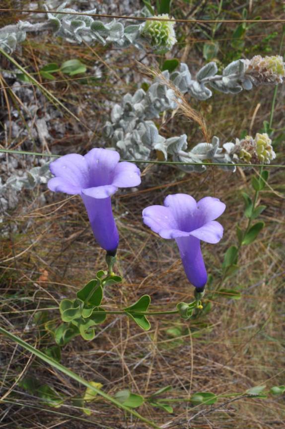 Época de flores no cerrado da Chapada dos Veadeiros, região de Cavalcante - GO
